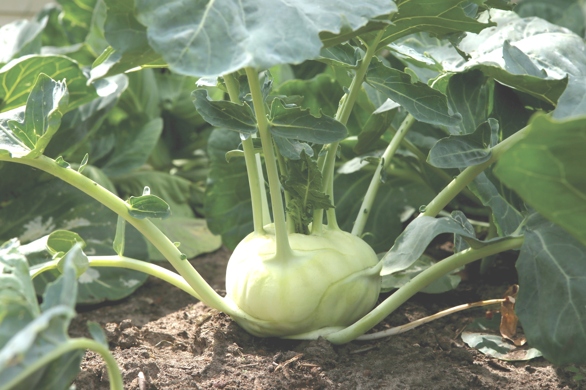 Growing Kohlrabi How To Plant Grow And Harvest Kohlrabi The Old